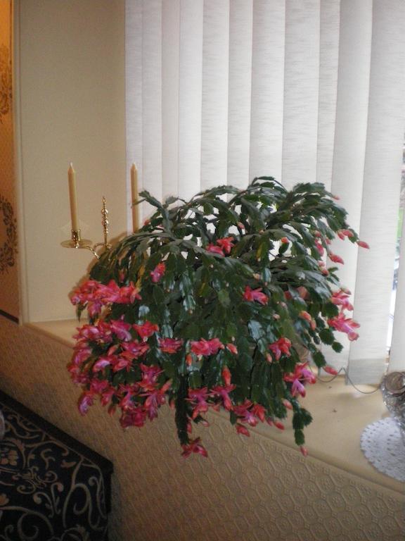 Langley Bank Guest House Еър Екстериор снимка